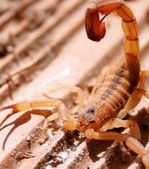 Ataques de escorpiões ultrapassam 900 casos por ano em Arapiraca