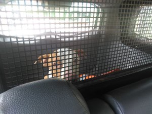 Cão feroz é capturado após atacar pedestres em uma rodoviária
