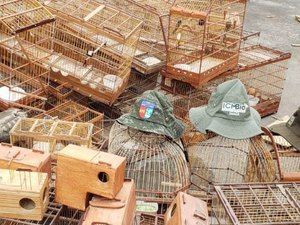 Mais de 350 animais silvestres são apreendidos durante Operação Curupira