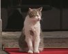 Larry: o gato resgatado que vive há 15 anos na sede do governo Britânico