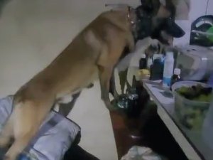 Cão farejador ajuda a encontrar maconha e crack escondidos em casa em Arapiraca