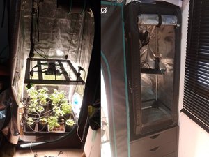 Polícia estoura laboratório de cultivo de maconha e produção de haxixe em Maceió