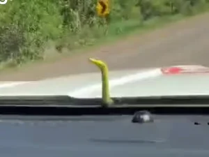 Cobra aparece em capô de ambulância e surpreende socorristas do Samu em Campo Grande-MS