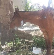 Cavalo agoniza há 48 horas e zoonoses não atende pedidos de resgate 