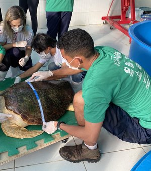 [Vídeo] Tartaruga marinha é devolvida ao mar em ação conjunta entre IMA e  Instituto Biota