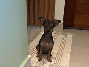 Família arapiraquense procura por filhote de Pinscher supostamente sequestrada na zona rural