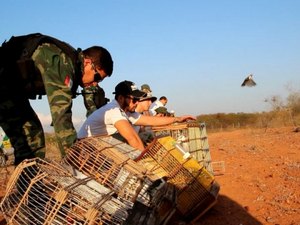 Mais de dois mil animais são resgatados durante fiscalização no Agreste e Sertão
