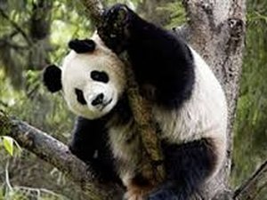 Panda sai e gorila entra na lista de animais ameaçados de extinção
