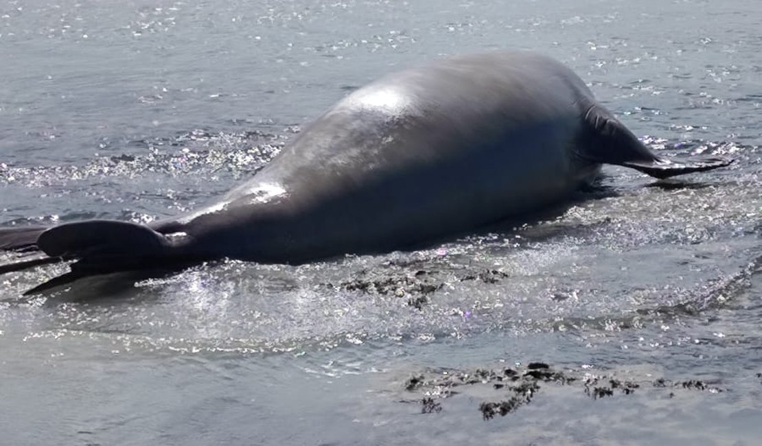 Elefante-marinho chama atenção ao aparecer na Praia de Antunes (Maragogi)