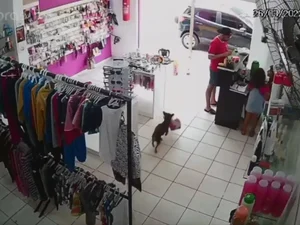 Cachorro é flagrado 'furtando' ursinhos de pelúcia em loja no interior de SP; vídeo
