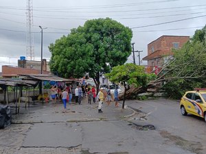 Árvore cai, atinge carro, fiação e interdita avenida em frente ao terminal de ônibus do Benedito