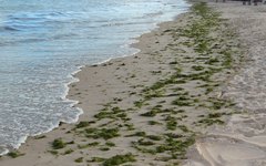 Acumulo de sargaço na praia pode estar causando mal cheiro