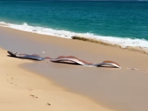 “Peixe do fim do mundo” aparece na areia de praia no México