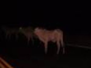 Jovem vai parar em hospital após colisão de motocicleta com um boi na AL-115 em Igaci