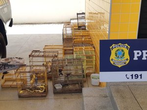 Homem é preso pela PRF com 22 gaiolas com pássaros silvestres