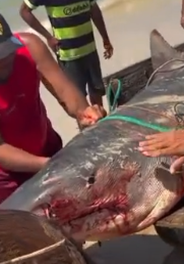 Tubarão-tigre de mais de dois metros é capturado por pescadores em Coruripe