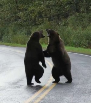 Vídeo mostra dois grandes ursos brigando no meio de uma rodovia no Canadá