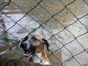Forte chuva inunda abrigo de animais na Zona Oeste do Rio