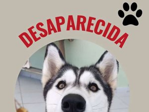 Família procura por Kira, cadela levada por desconhecido após fuga em Boa Vista
