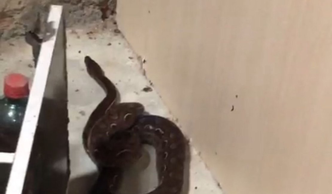 Cobra é encontrada dentro de quarto de gestante em residência no município de Penedo