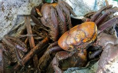 350 caranguejos da espécie Uçá são apreendidos durante fiscalização do BPA