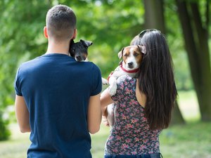 Guarda compartilhada de animais após separação será analisada na CCJ
