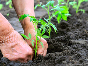 Prefeitura plantará 19.500 mudas em comemoração a Semana do Meio Ambiente