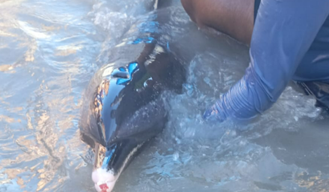 [Vídeo] Golfinho é encontrado ferido na Praia de Maragogi e mobiliza equipe de resgate