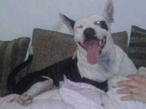 Cadela morre após queima de fogos no Rio de Janeiro