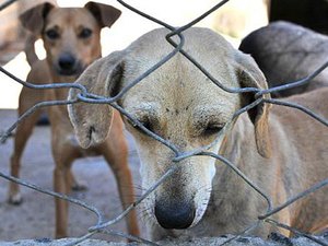 Veterinário é preso acusado de maus-tratos a animais em clínica de Maceió