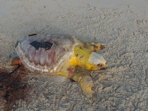 Tartaruga marinha é encontrada morta na Praia do Francês