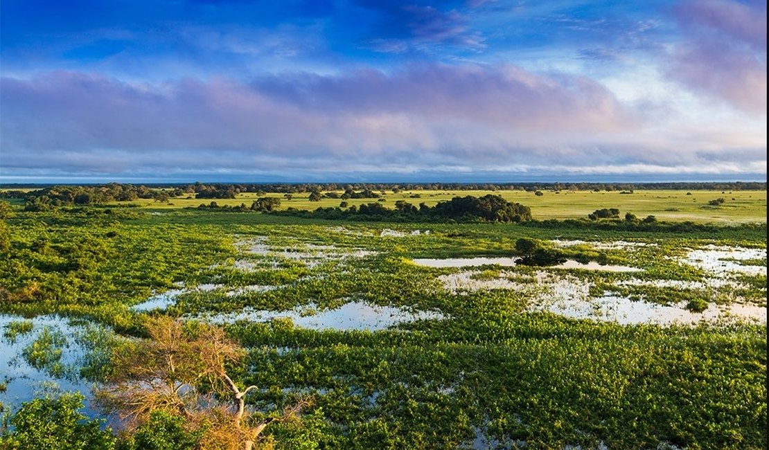 Maravilhas Naturais de Campo Grande: Explore o Cerrado e o Pantanal
