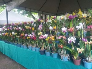 Exposição de orquídeas e bromélias acontece em Maceió