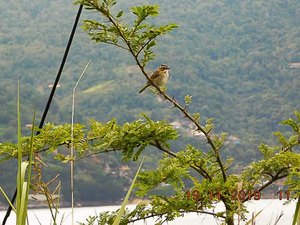 Brasil passa a fazer parte do Protocolo de Nagoia sobre biodiversidade
