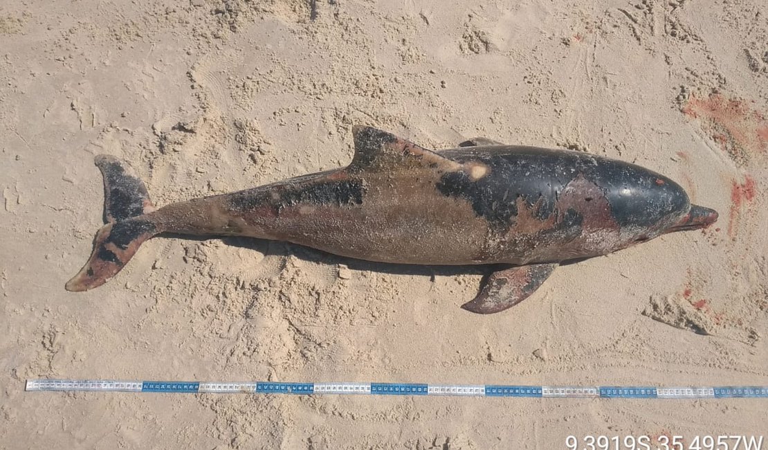 Golfinhos são encontrados mortos em praias do litoral Norte
