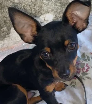Delegado Leonam faz apelo para localizar cachorro desaparecido em Arapiraca