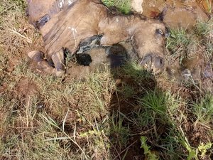 Cerca de 80% da carne consumida em Arapiraca é clandestina