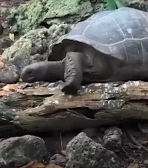 Tartaruga gigante esmaga e come filhote de andorinha. Veja vídeo