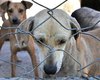 Veterinário é preso acusado de maus-tratos a animais em clínica de Maceió