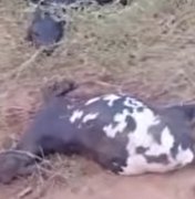 [Vídeo] Animais são encontrados mortos em propriedade rural de Palmeira dos Índios
