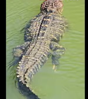 [Vídeo] Pescador filma jacaré gigante nadando tranquilo em rio: “De estimação”