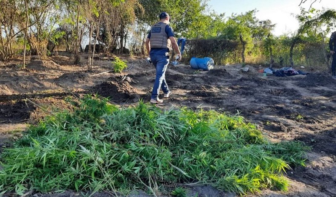 Durante operação, polícia desmantela plantação de maconha às margens do Canal do Sertão