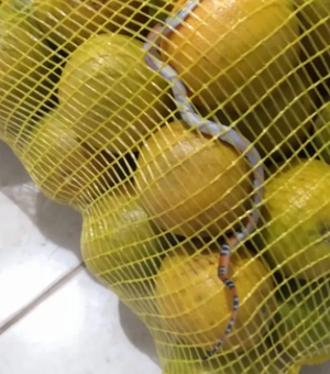 Mulher acha cobra em saco de laranja comprado em mercado: 'Gritei muito'