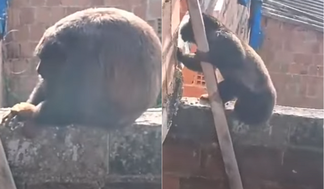 [Vídeo] O retorno do bugio? Macaco reaparece e surpreende morador em Satuba