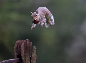 Esquilos fazendo parkour são a nova sensação da internet