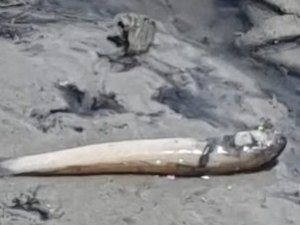 Moradores do Bebedouro alegam vazamento de óleo após vários peixes aparecerem mortos na Lagoa Mundaú