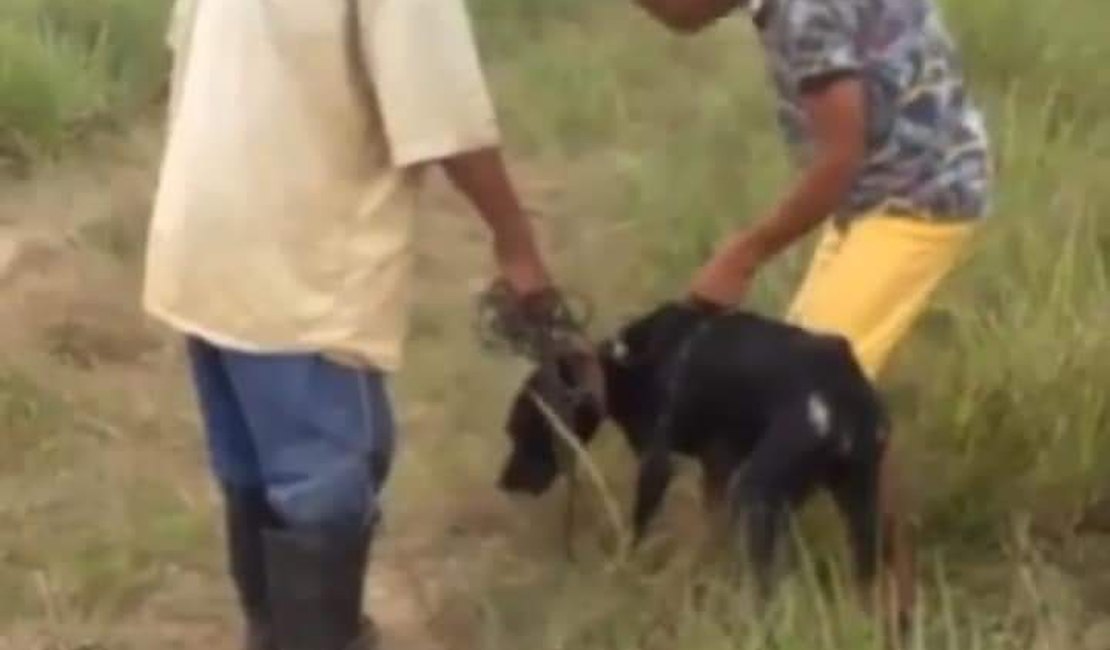 Acusado de matar cachorro brutalmente a pauladas em Porto Calvo é preso