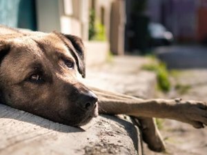 MPAL recomenda que prefeita de Delmiro Gouveia adote medidas para controle de animais nas ruas