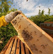 Produção de mel apoiada pela Codevasf é alternativa de renda para comunidades rurais