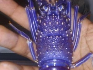 Pescadores acham lagosta azul rara em AL e surpreendem até especialistas